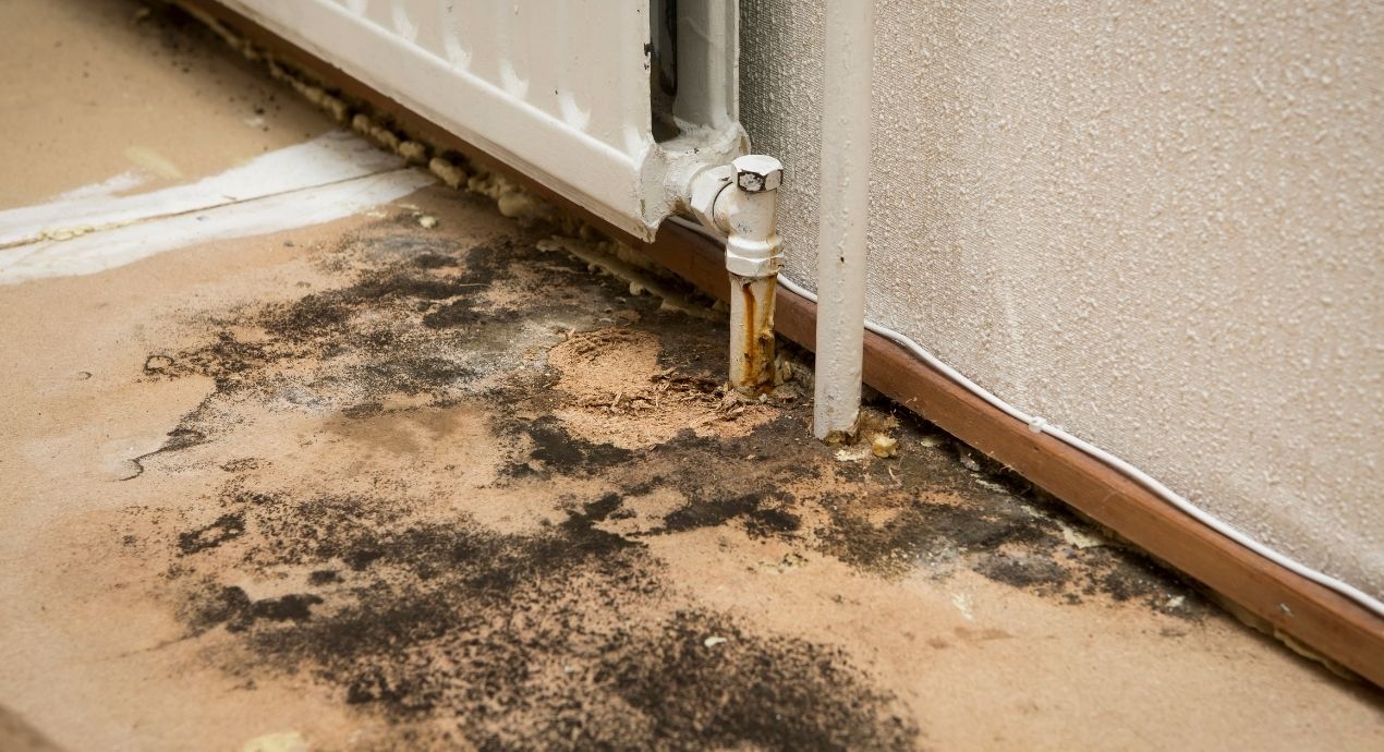 Home Warranty Cover Mold?