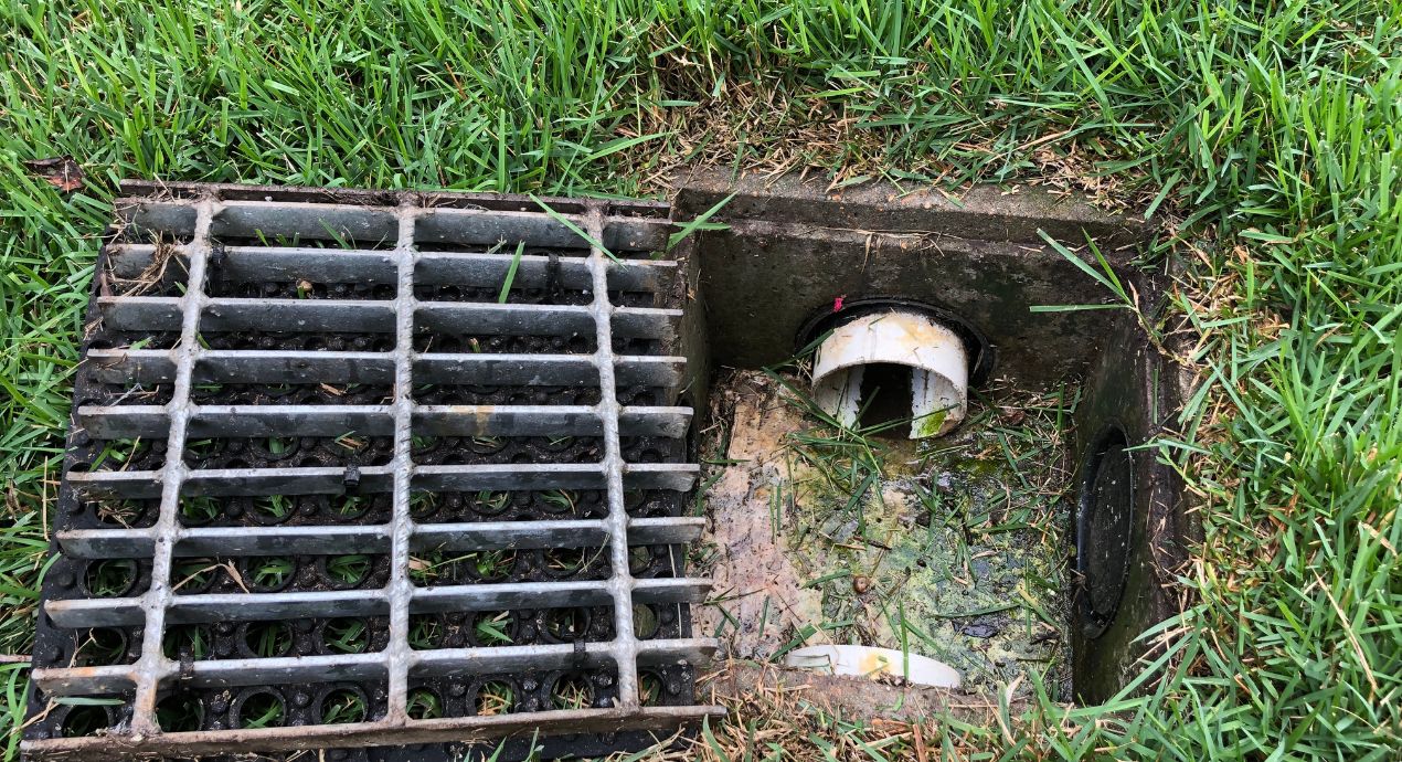 How to Avoid Tree Roots in Sewer Lines Without Killing the Tree